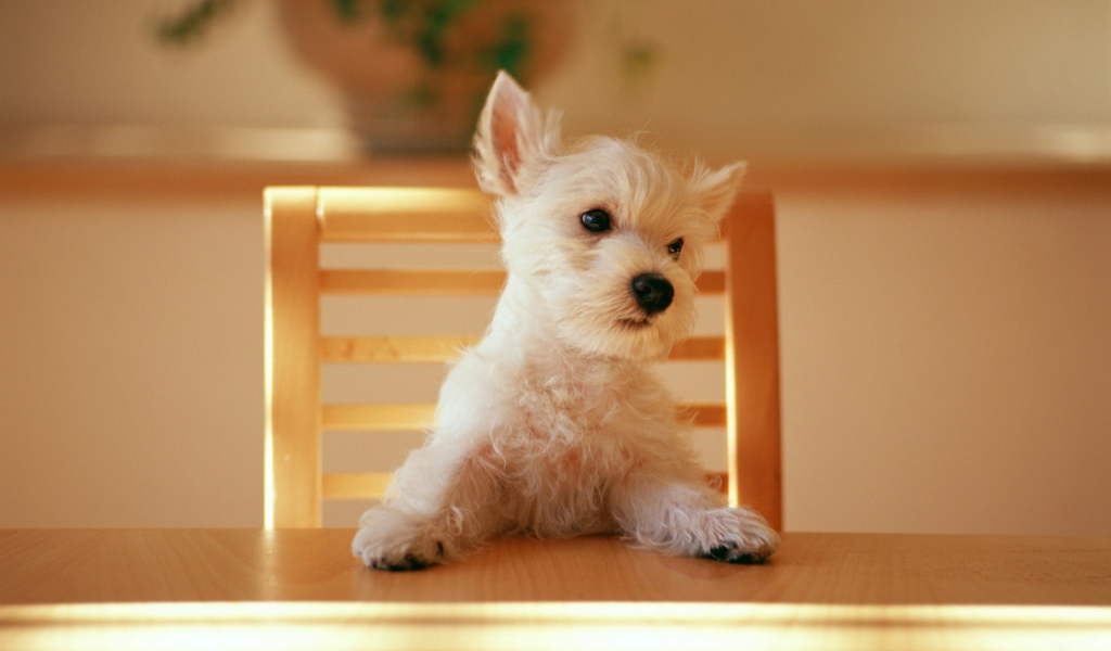 Dog at the table