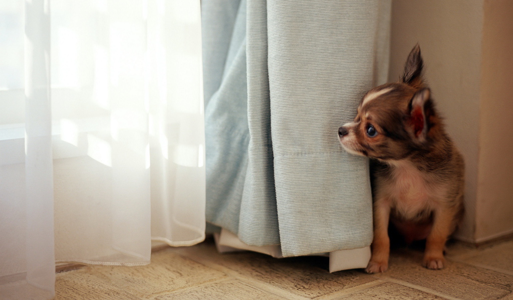 Собака в окне