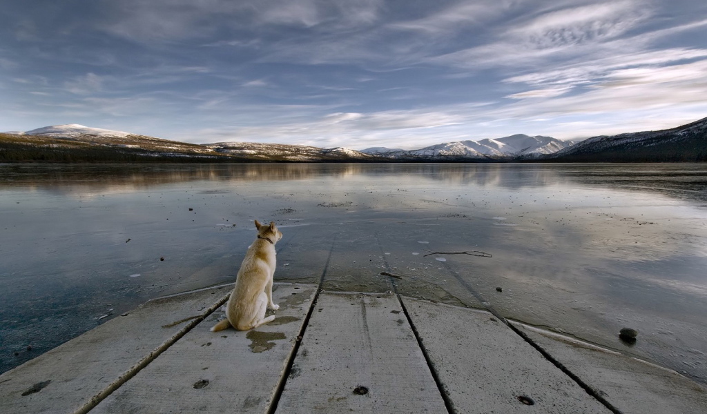 Собака на берегу реки