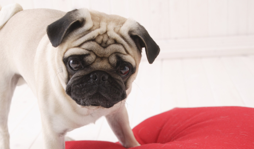 Взгляд собаки