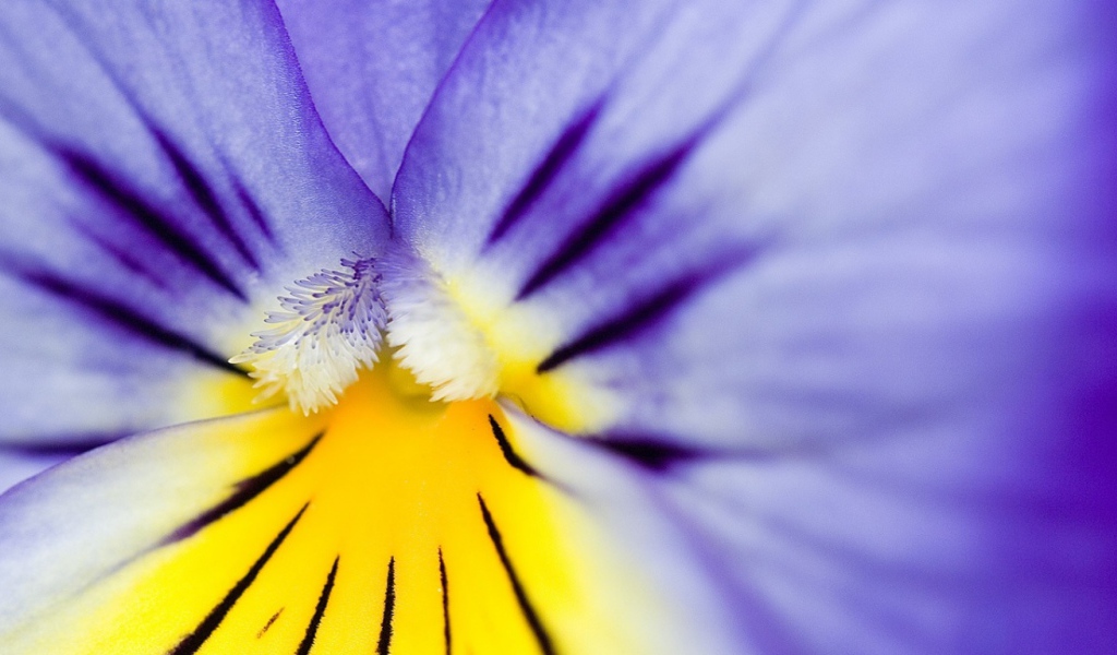 Цветок, Анютины глазки