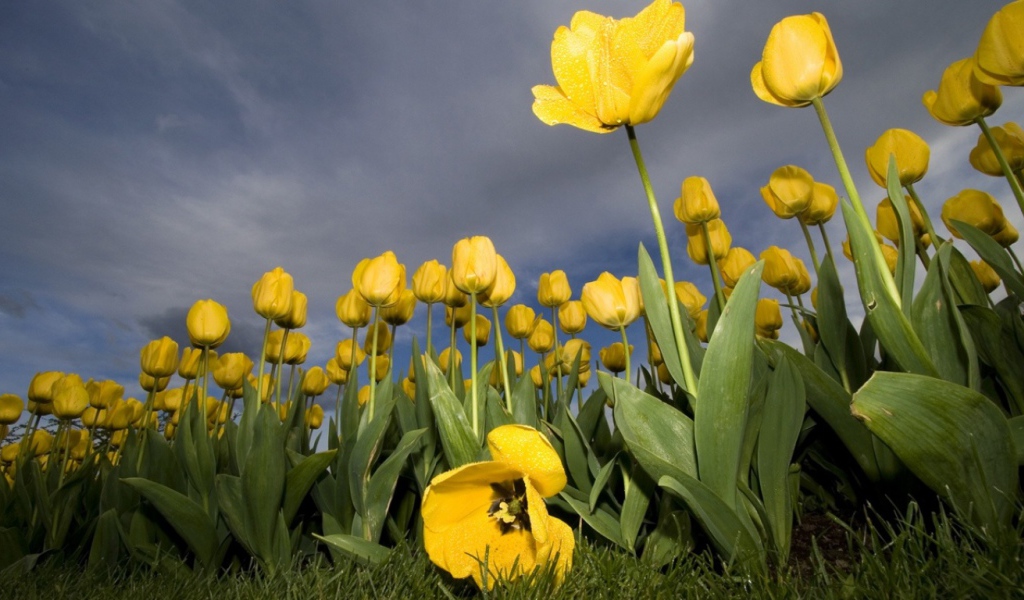 Тюльпаны