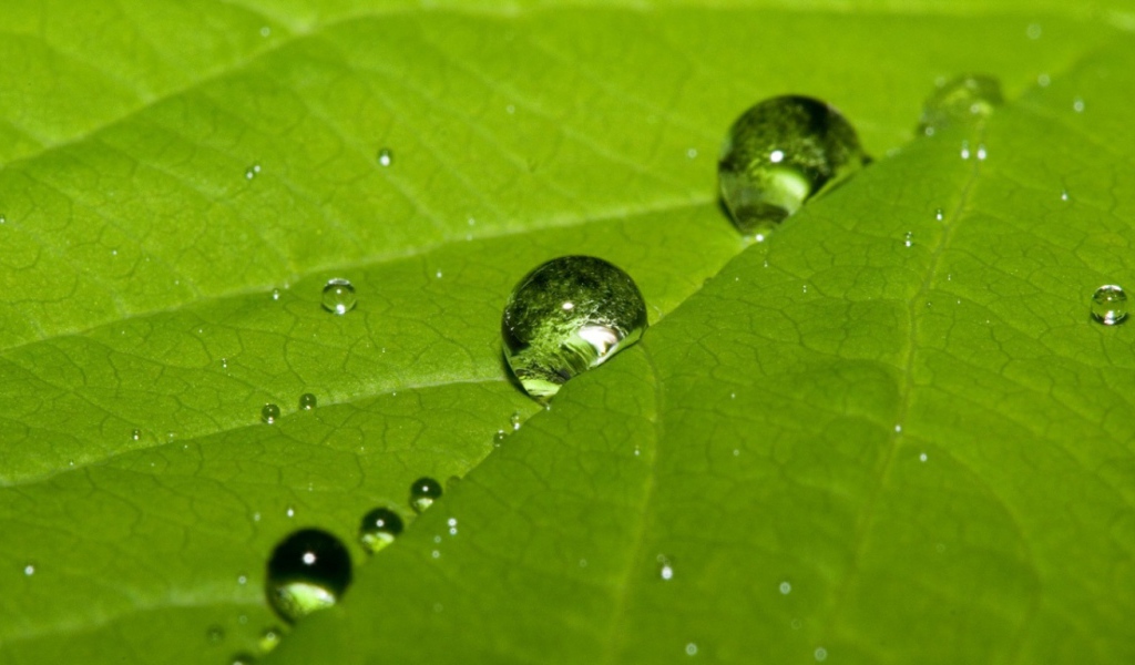 Мокрые листья