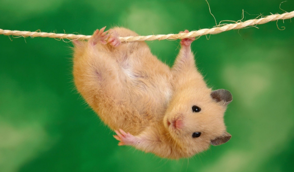 Где зависают хомяки