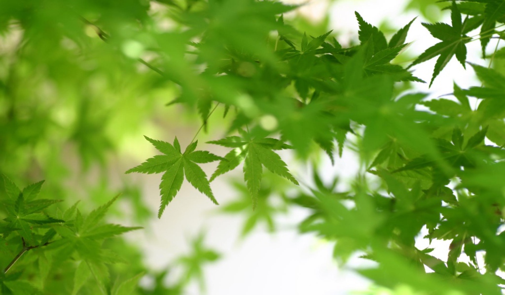 Зеленая листва