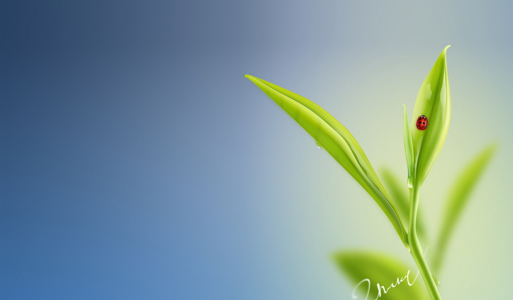 Божья коровка