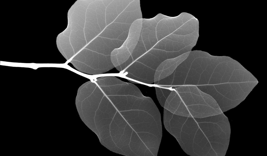 Рентген Листа