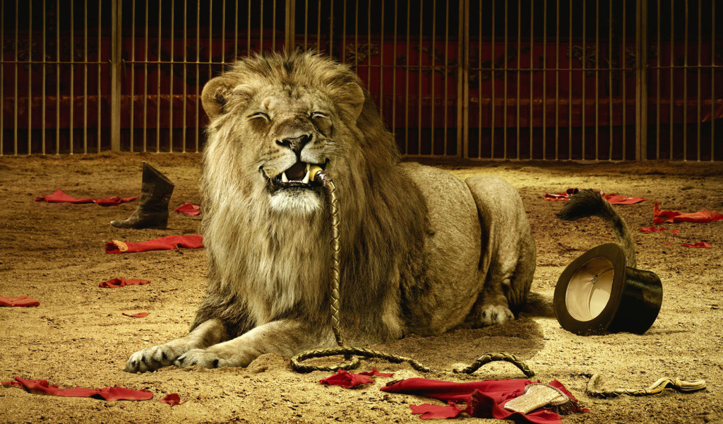 Плохой дрессировщик