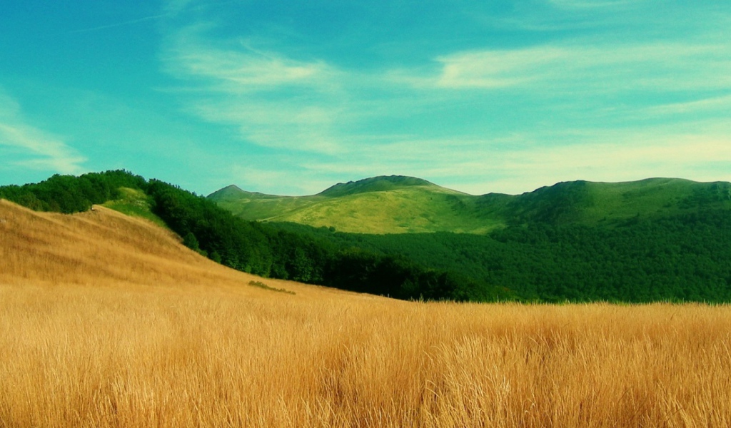 Трава по пояс