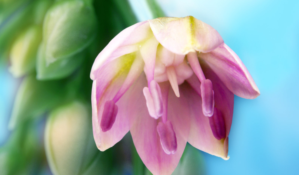 Искусство, Цветы