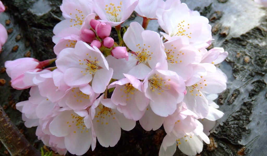 Цветущий букет