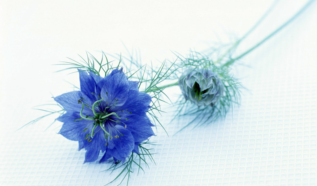 Синий цветок, Цветы