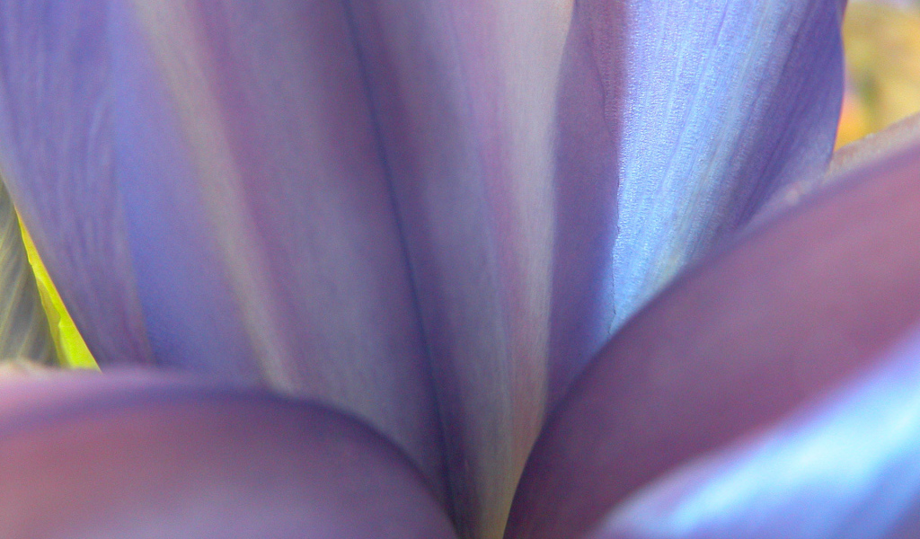 Синие цветы