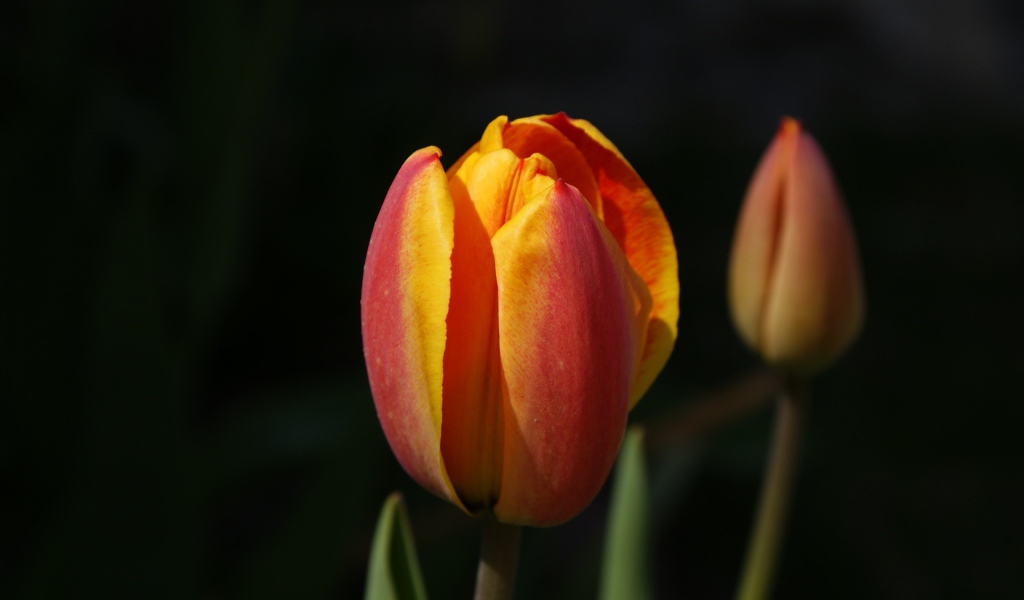 Зародыши, Цветы