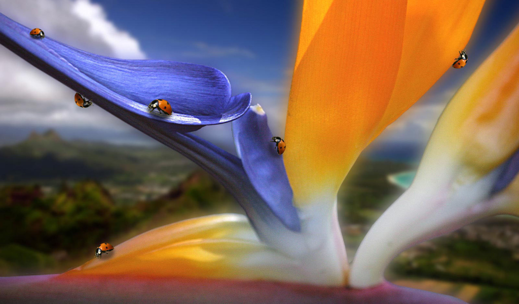 Жучки на цветах