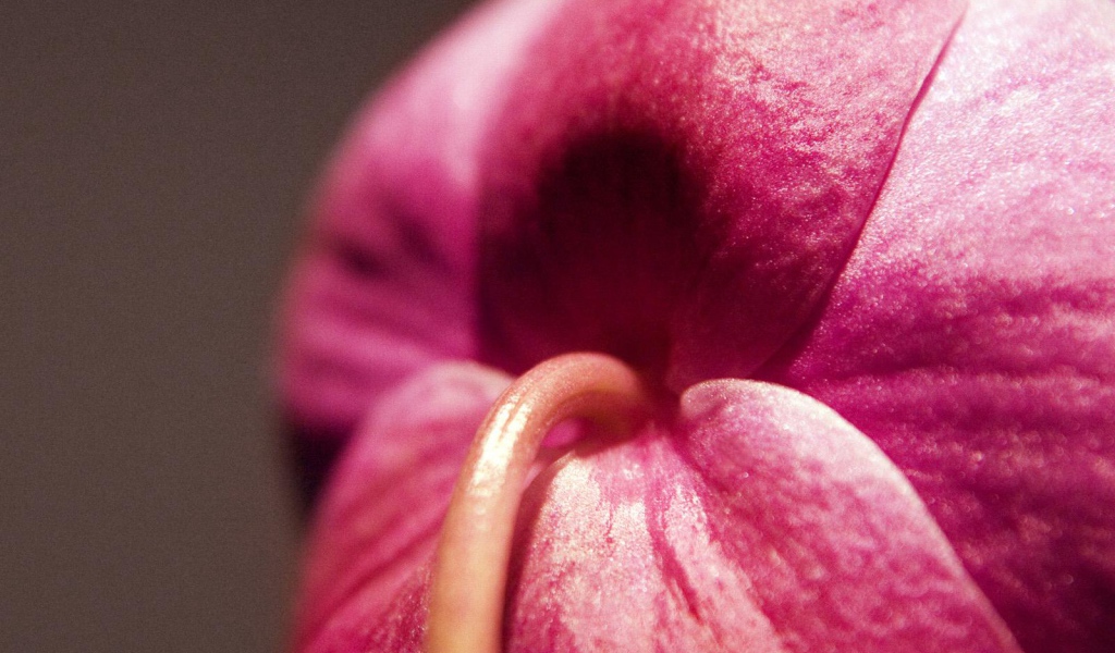 Орхидея Christines, Цветы