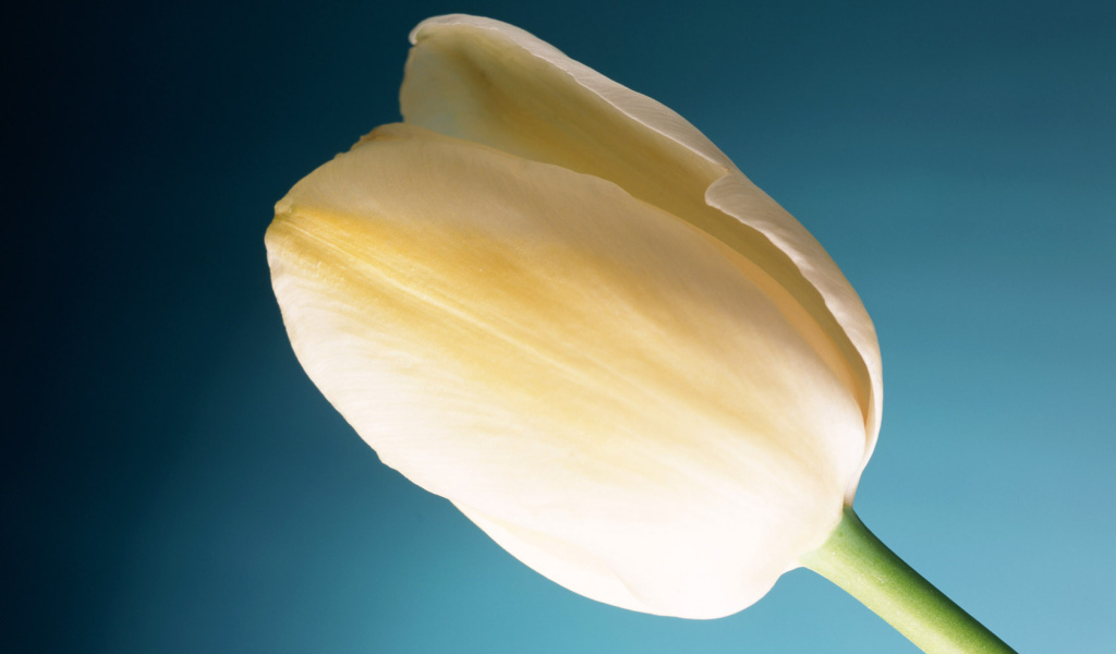 Тюльпан Сливок, Цветы