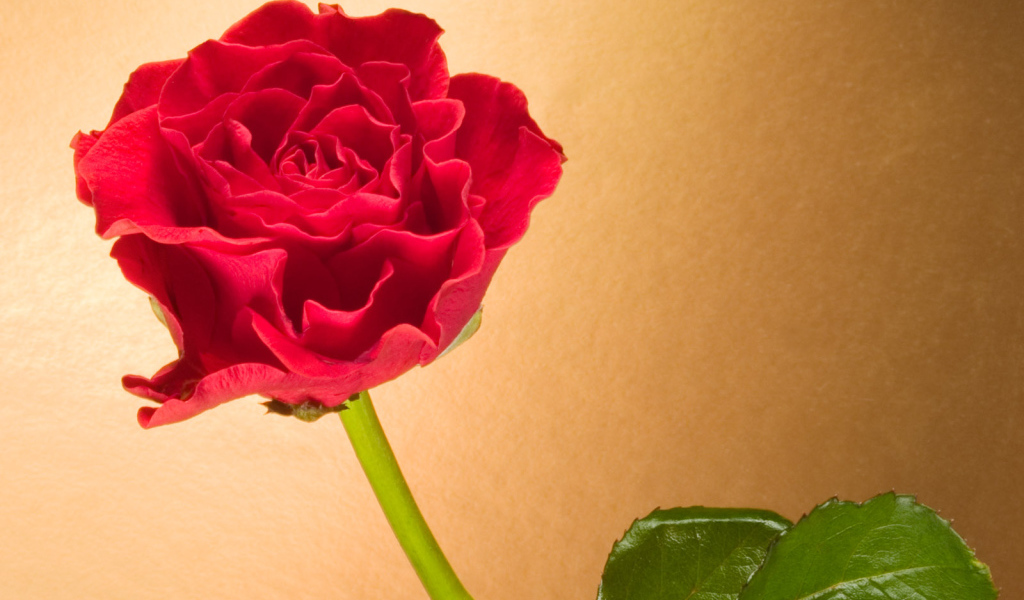 Вьющаяся Красная роза, Цветы