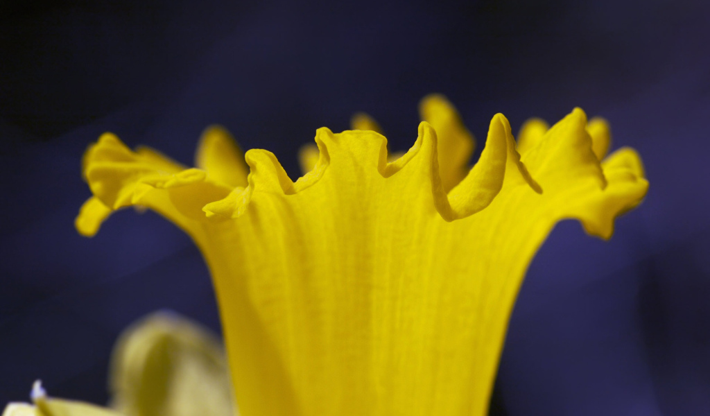 Труба Нарцисса, Цветы