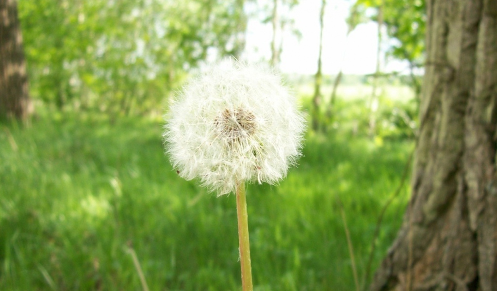 Одуванчик, Цветы