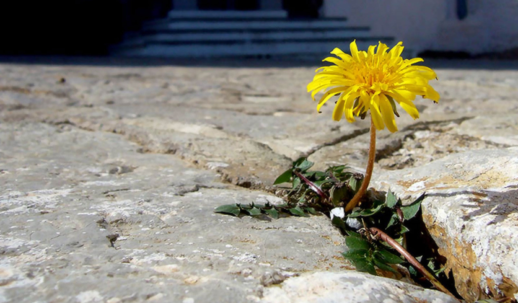 Трудное цветение, Цветы