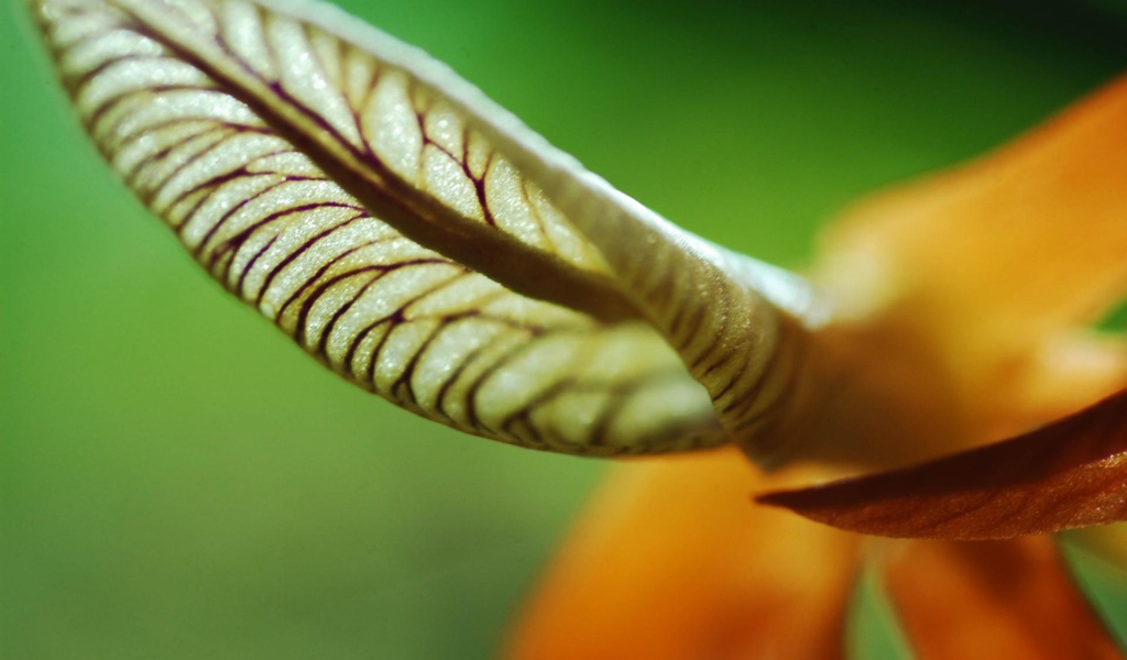 Лист уха, Цветы