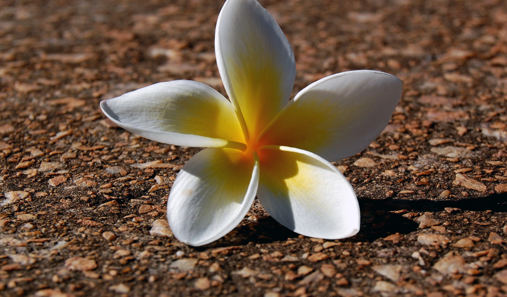 Ложащийся цветок, Цветы