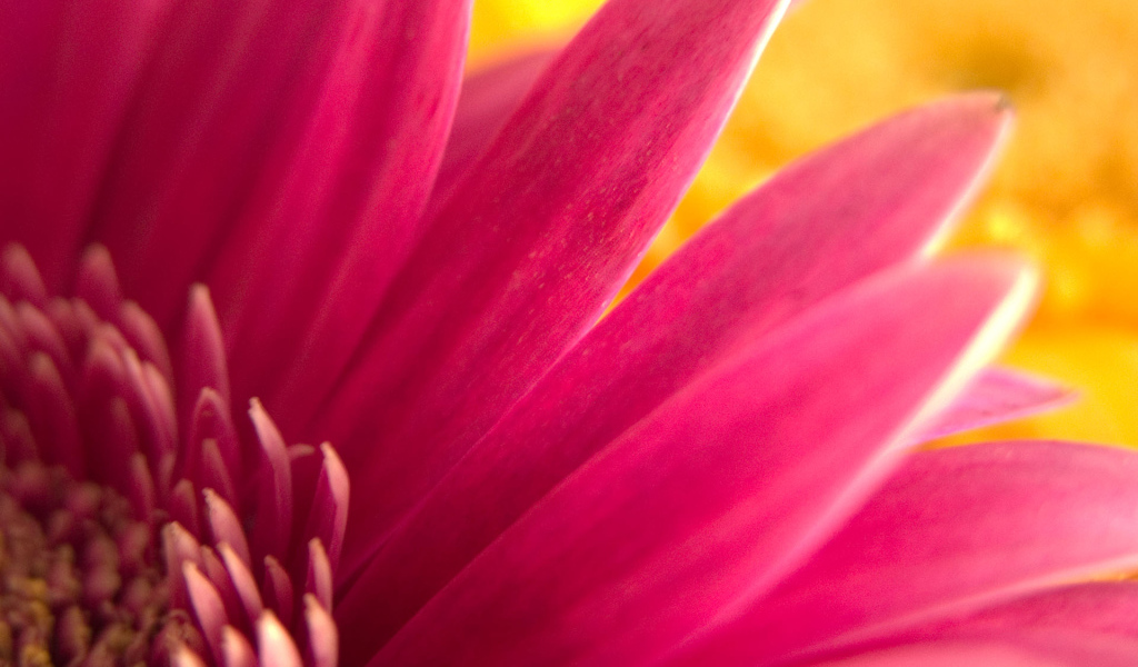 Цветочный подарок, Цветы