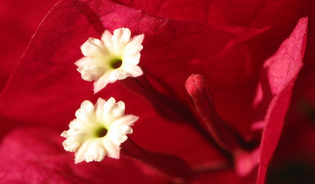 Эмоции Цветов, Цветы