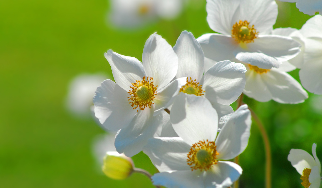 Цветы на траве, Цветах