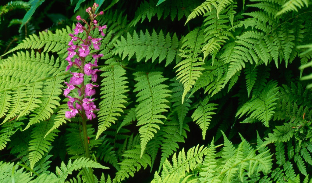 Орхидея Fringed, Цветы