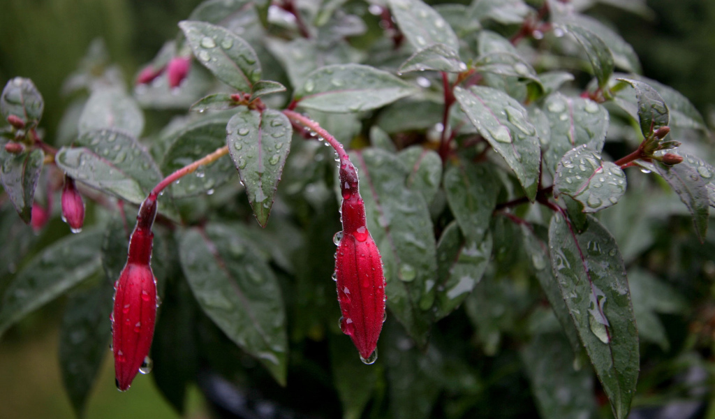 Fusia после дождя, Цветов