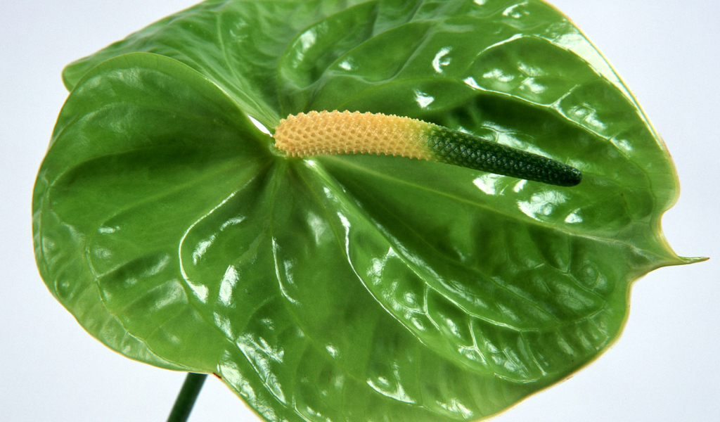 Зеленый Anturium, Цветы