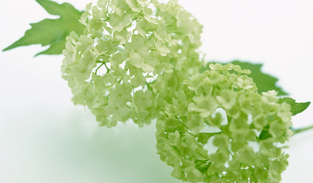 Зеленый, Цветы