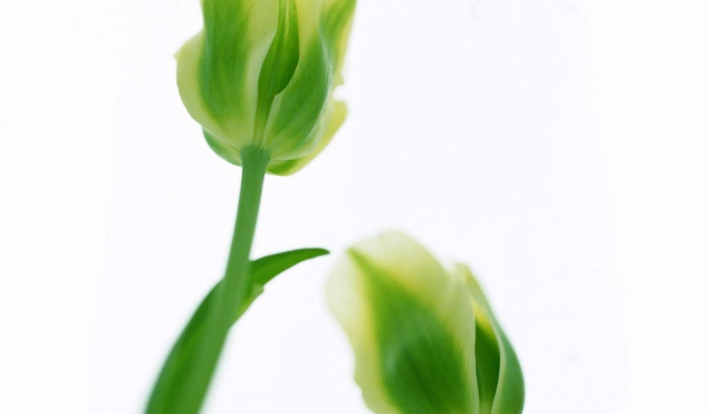 Зеленые тюльпаны, Цветы