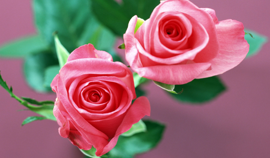 Домашние розы