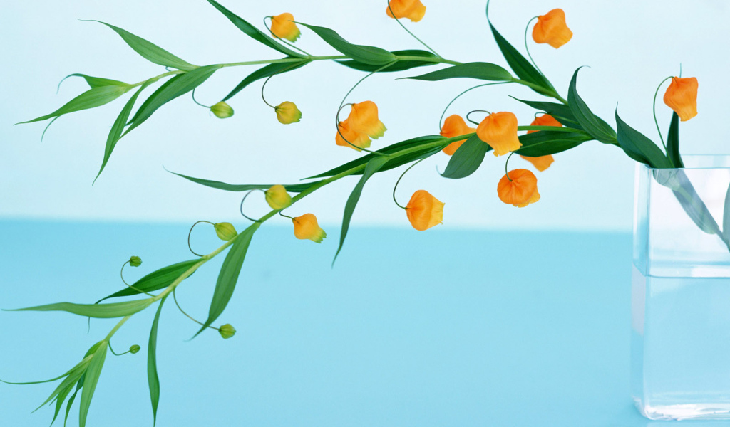 Домашние цветы