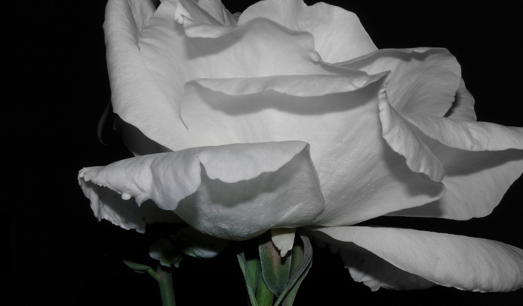 Холодная роза