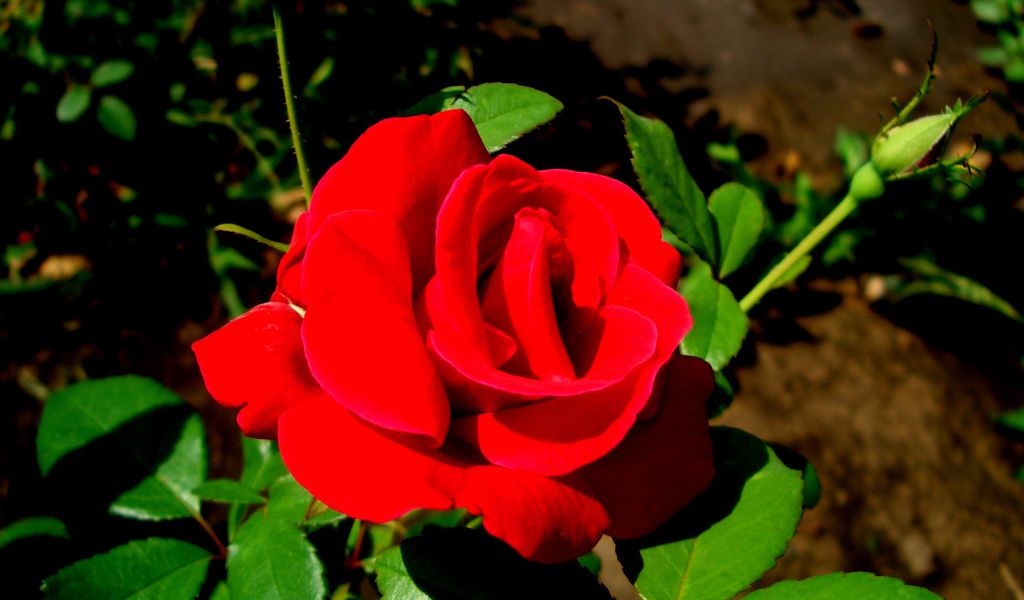 Роза - цветы