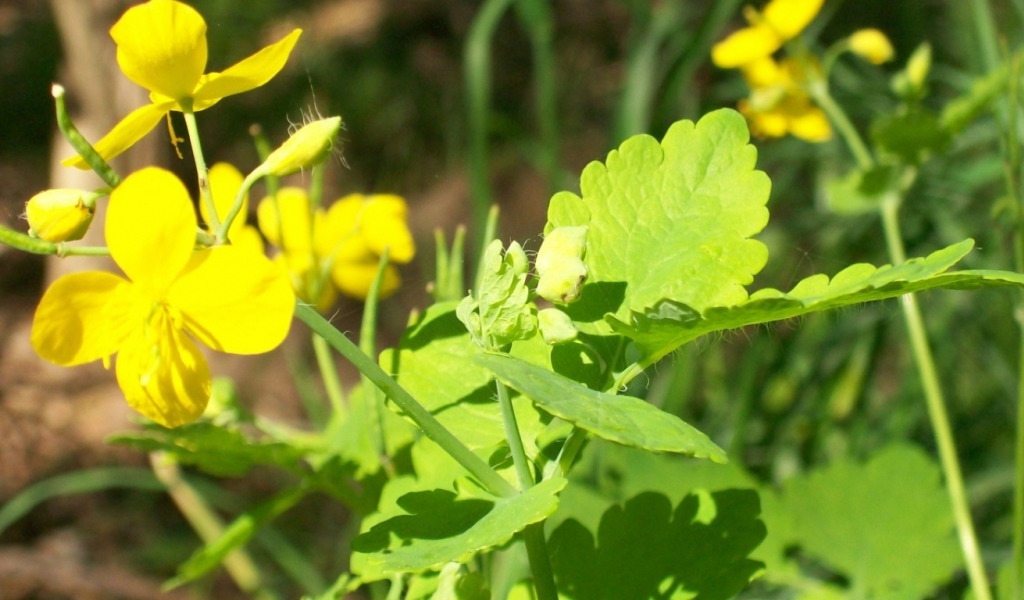 На солнце, Цветы