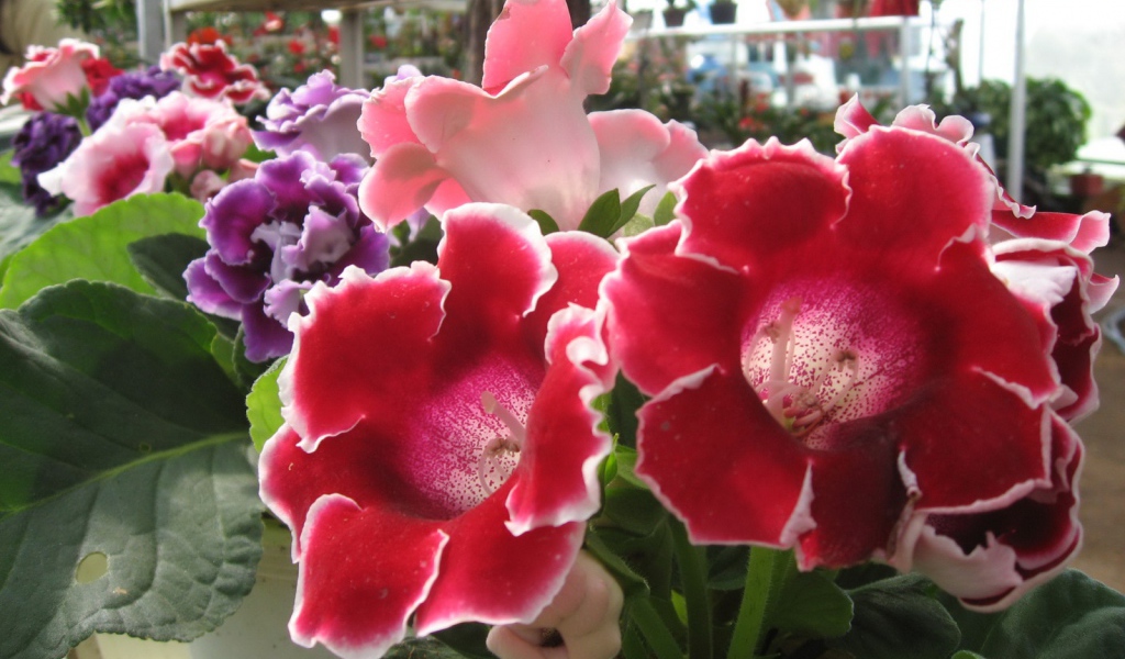 Розы Японии, Цветы