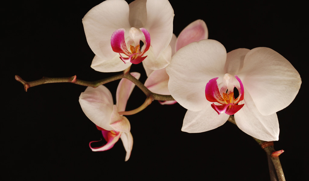 Ночная орхидея