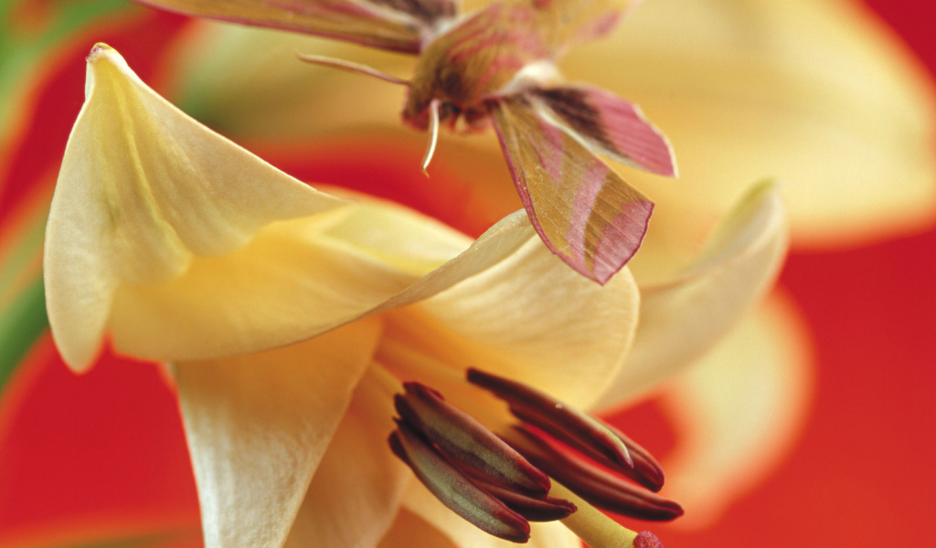 Лилия, Цветы