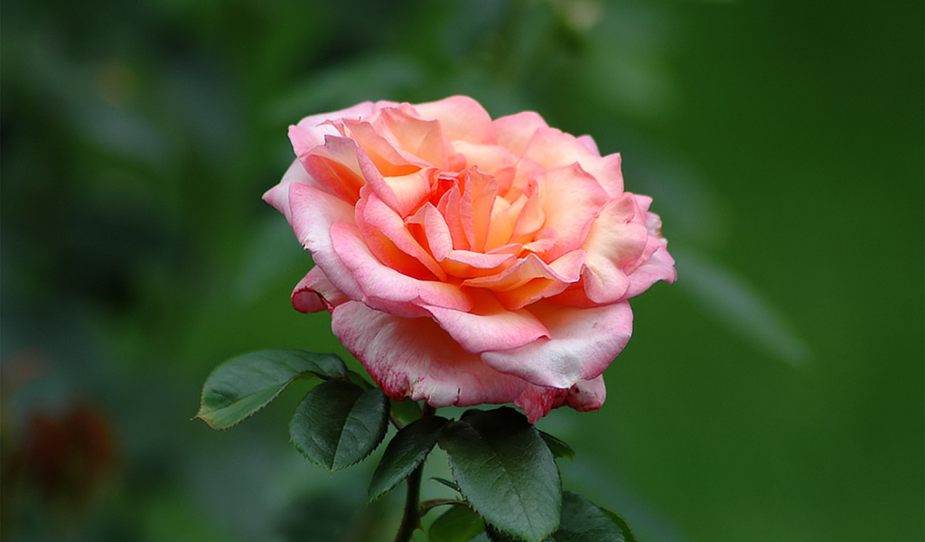 Одинокие чувства, Цветы