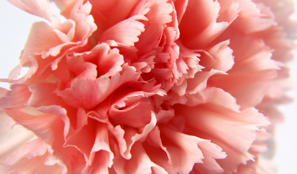 Макро-Гвоздика, Цветы