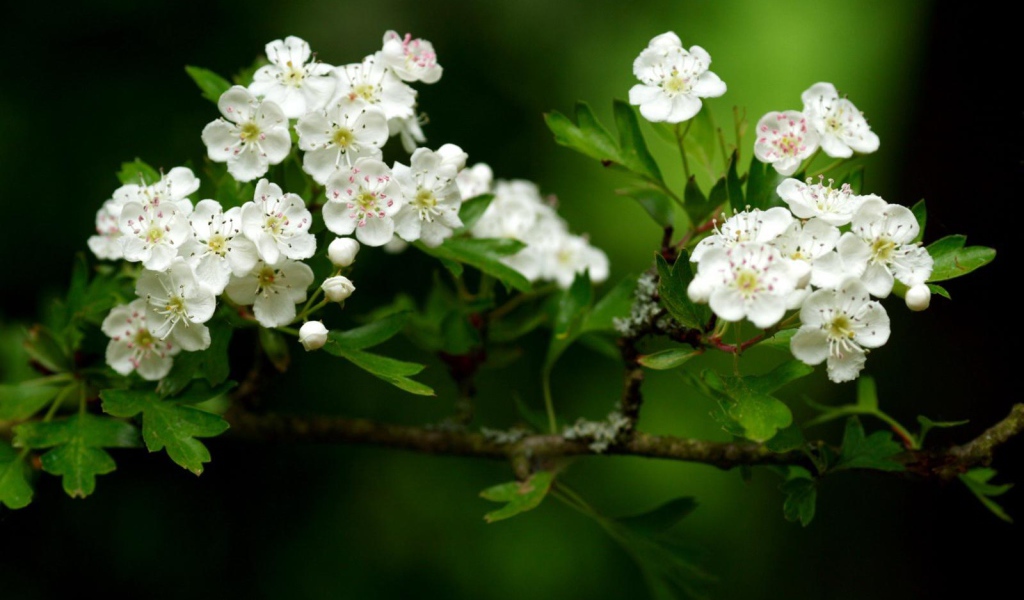 Волшебный расцвет, Цветы