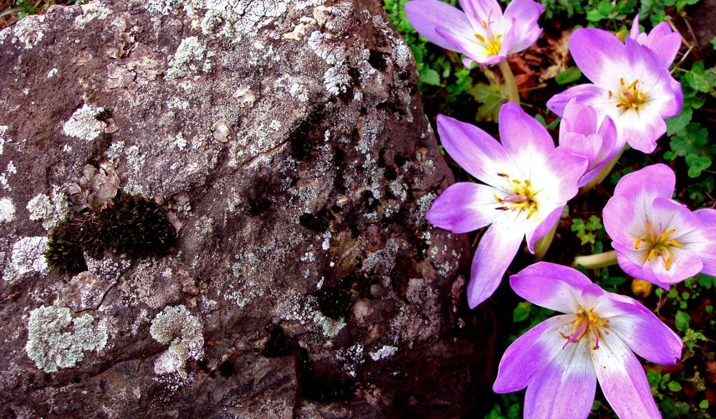 Сиреневый, Цветы