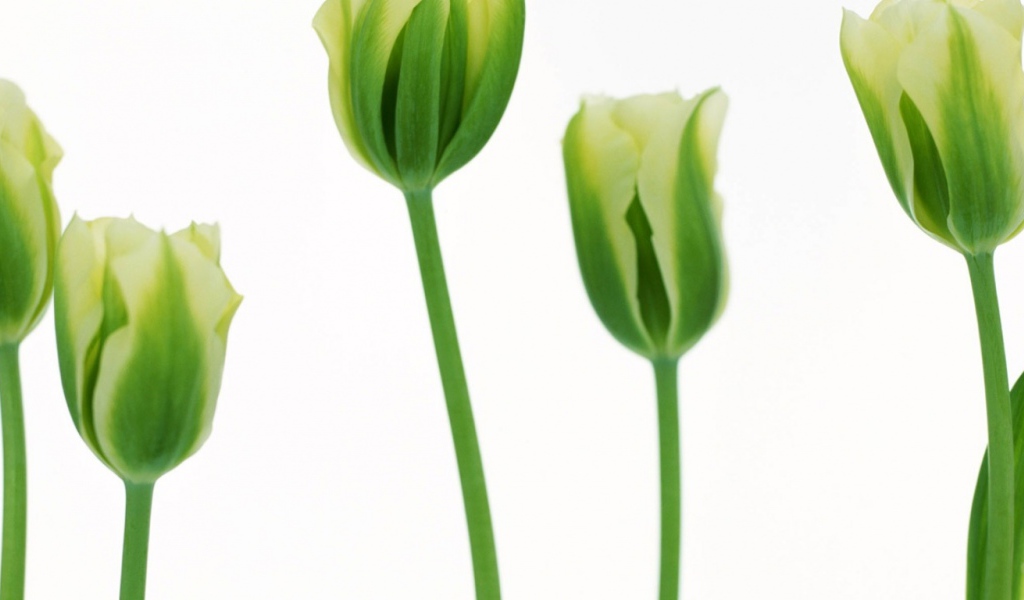 Более зеленые тюльпаны, Цветы