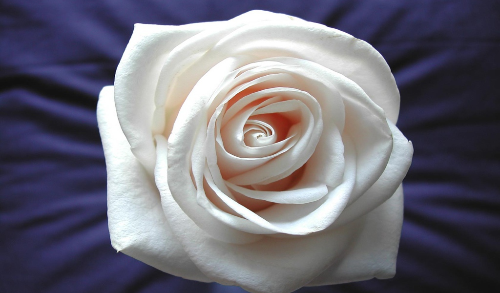 Бутон белой розы