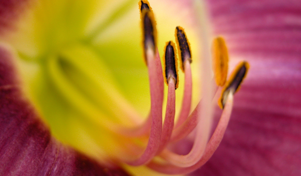 Хороший цветок